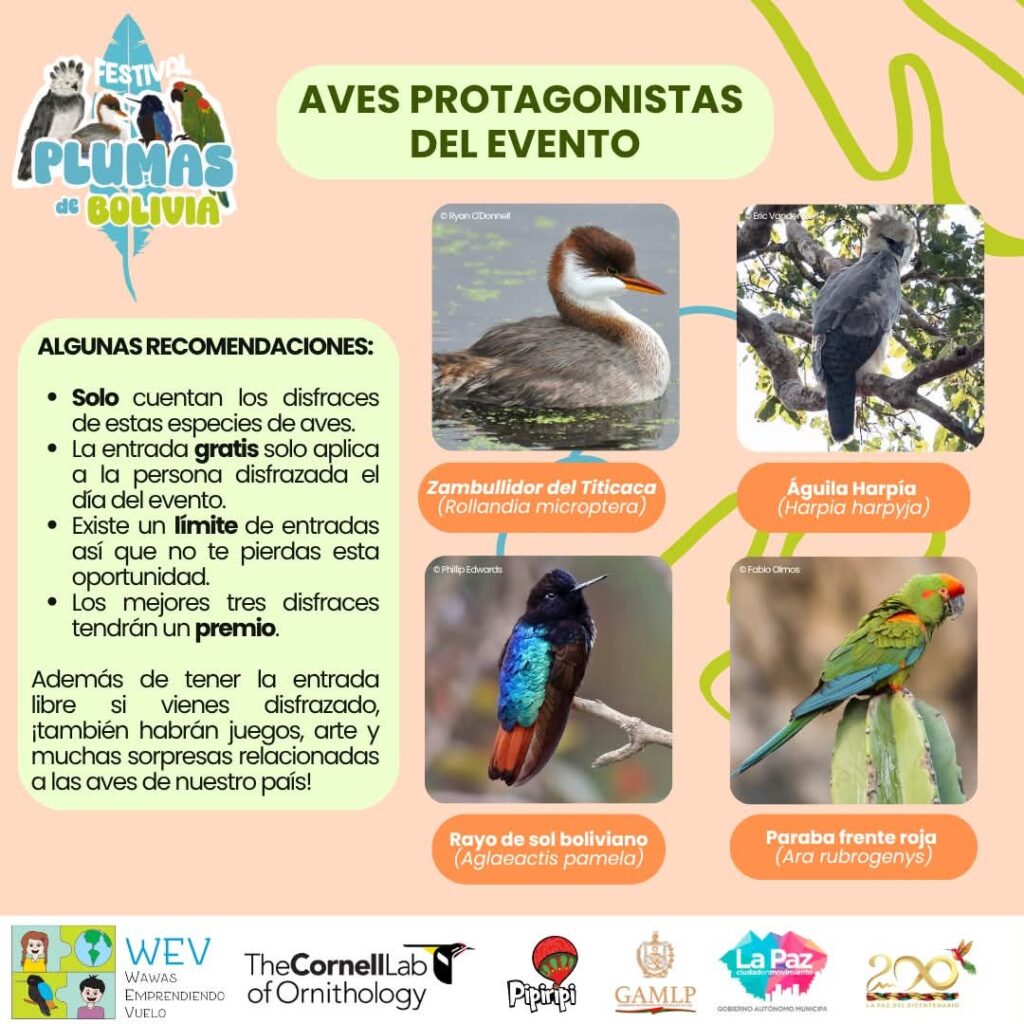 Festival de avez